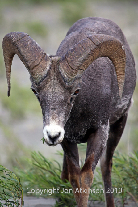 Bighorn Sheep, Banff National Park. Bighorn Sheep